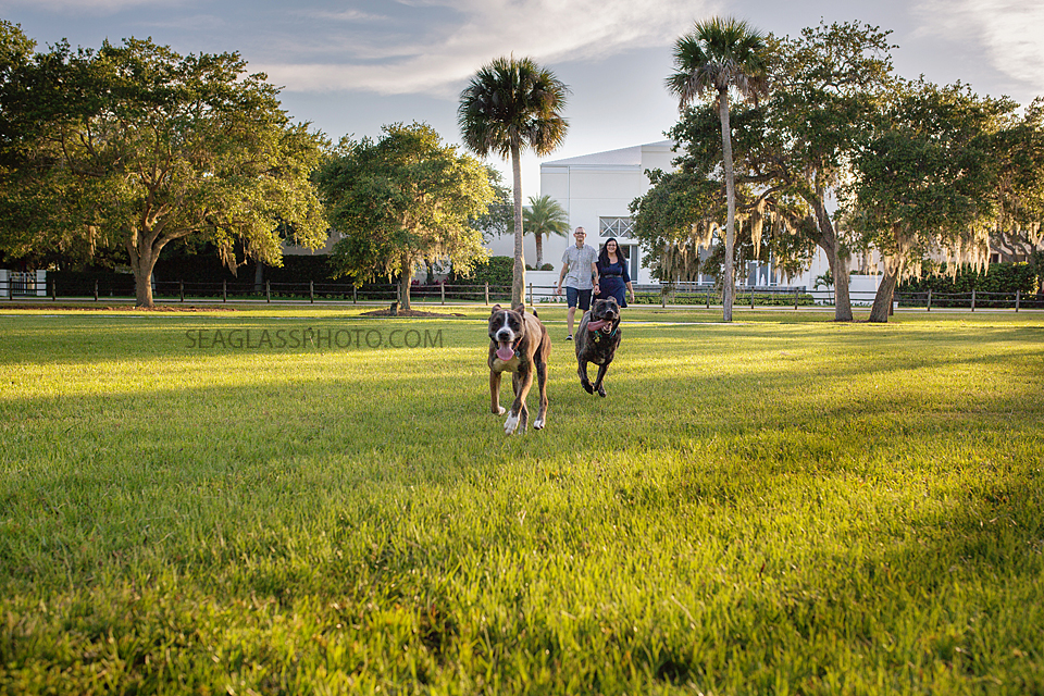 dogs running though vero beach riverside park