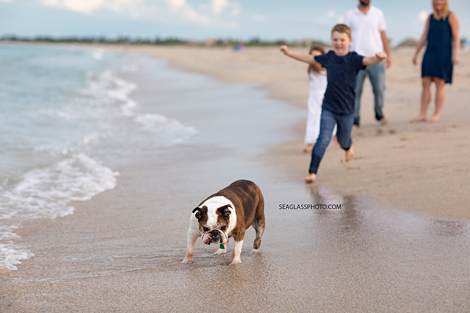 dog being chased by his family in Vero Beach Florida
